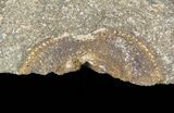 Cyclopyge An Unusual Pelagic Trilobite #40144-2